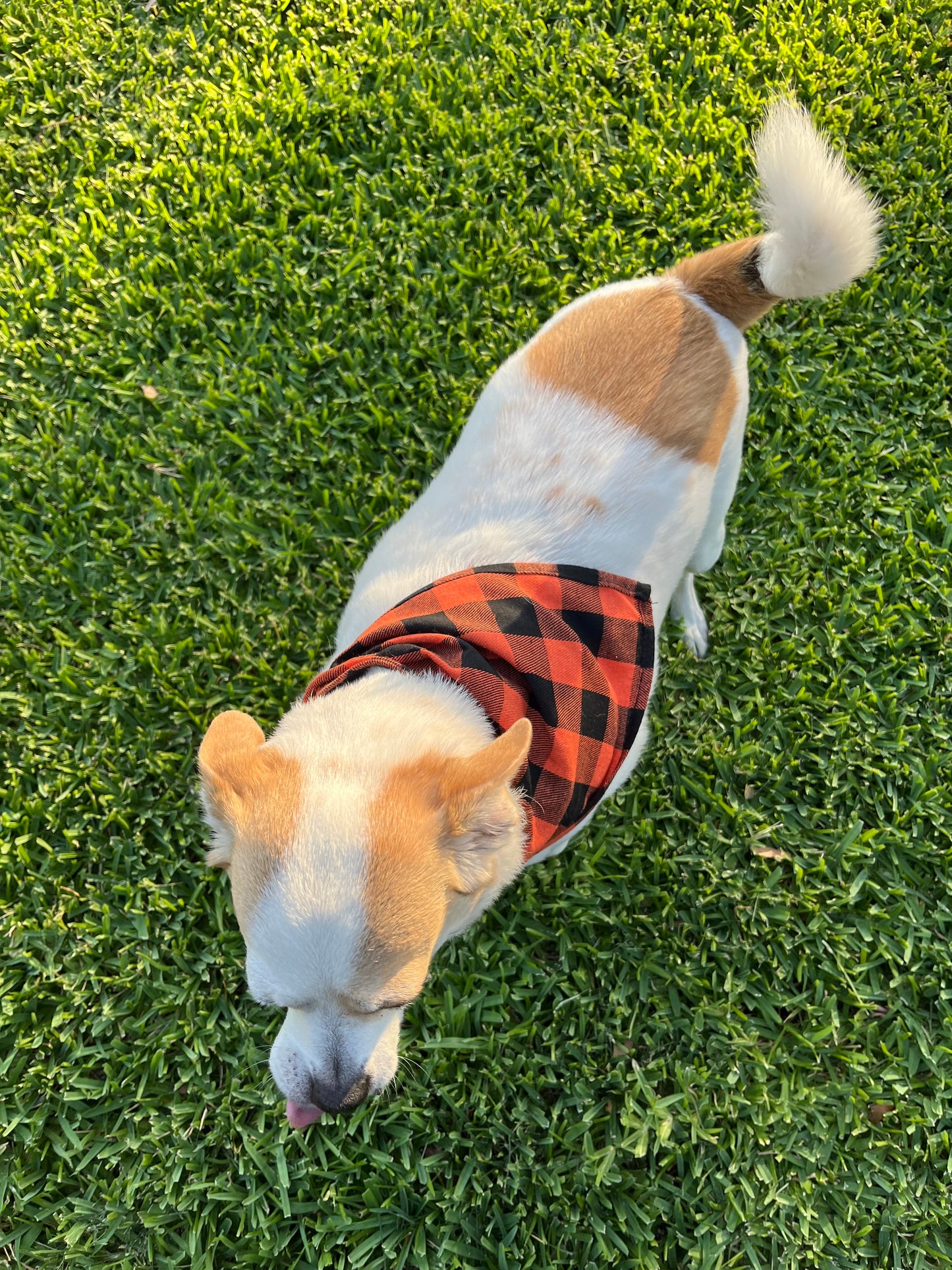 Turkey Taster Thanksgiving Dog Bandana, Pet Scarf, Small and Medium Dogs, Cates, Orange and Black Plaid