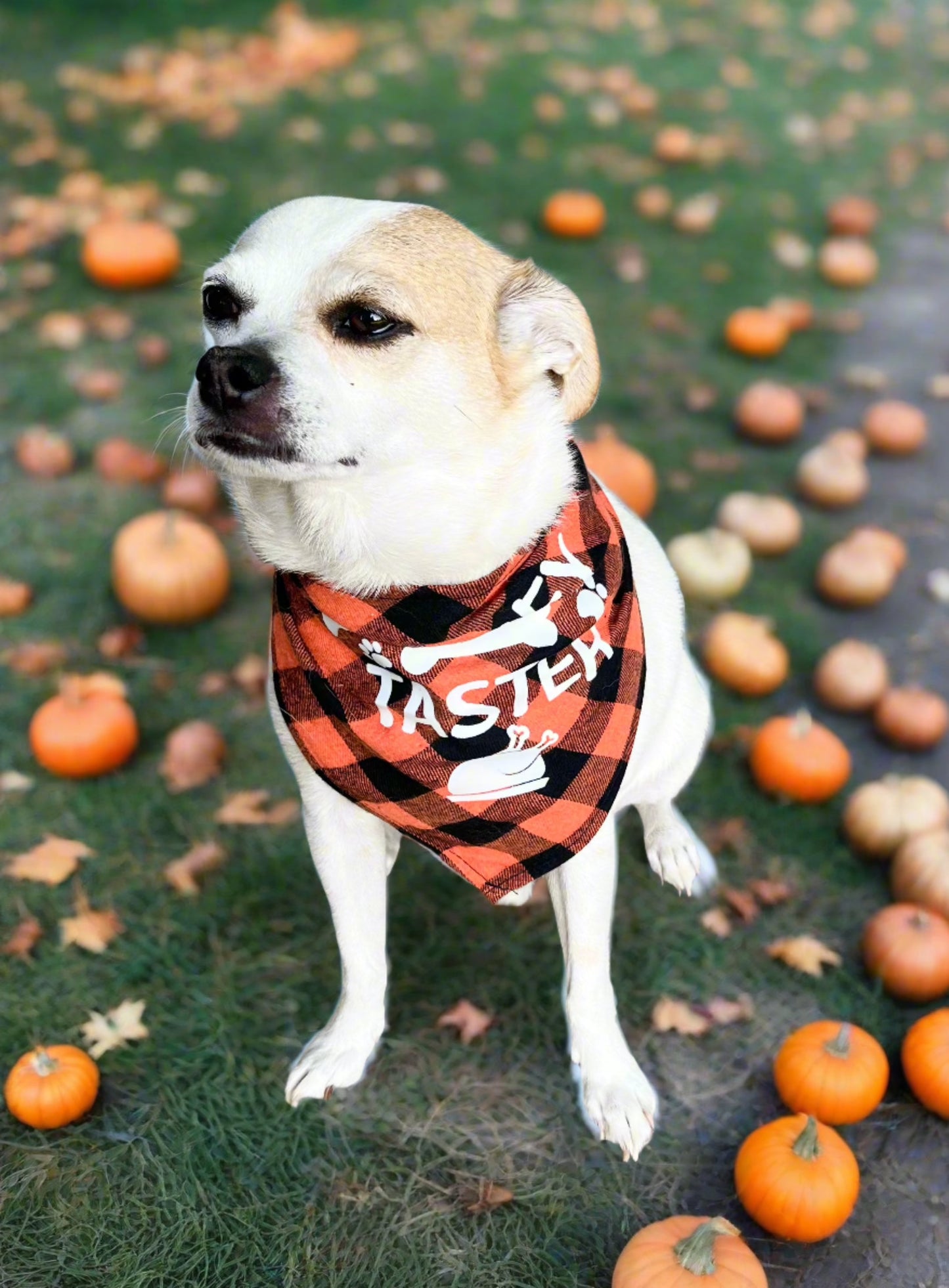 Turkey Taster Thanksgiving Dog Bandana, Pet Scarf, Small and Medium Dogs, Cates, Orange and Black Plaid