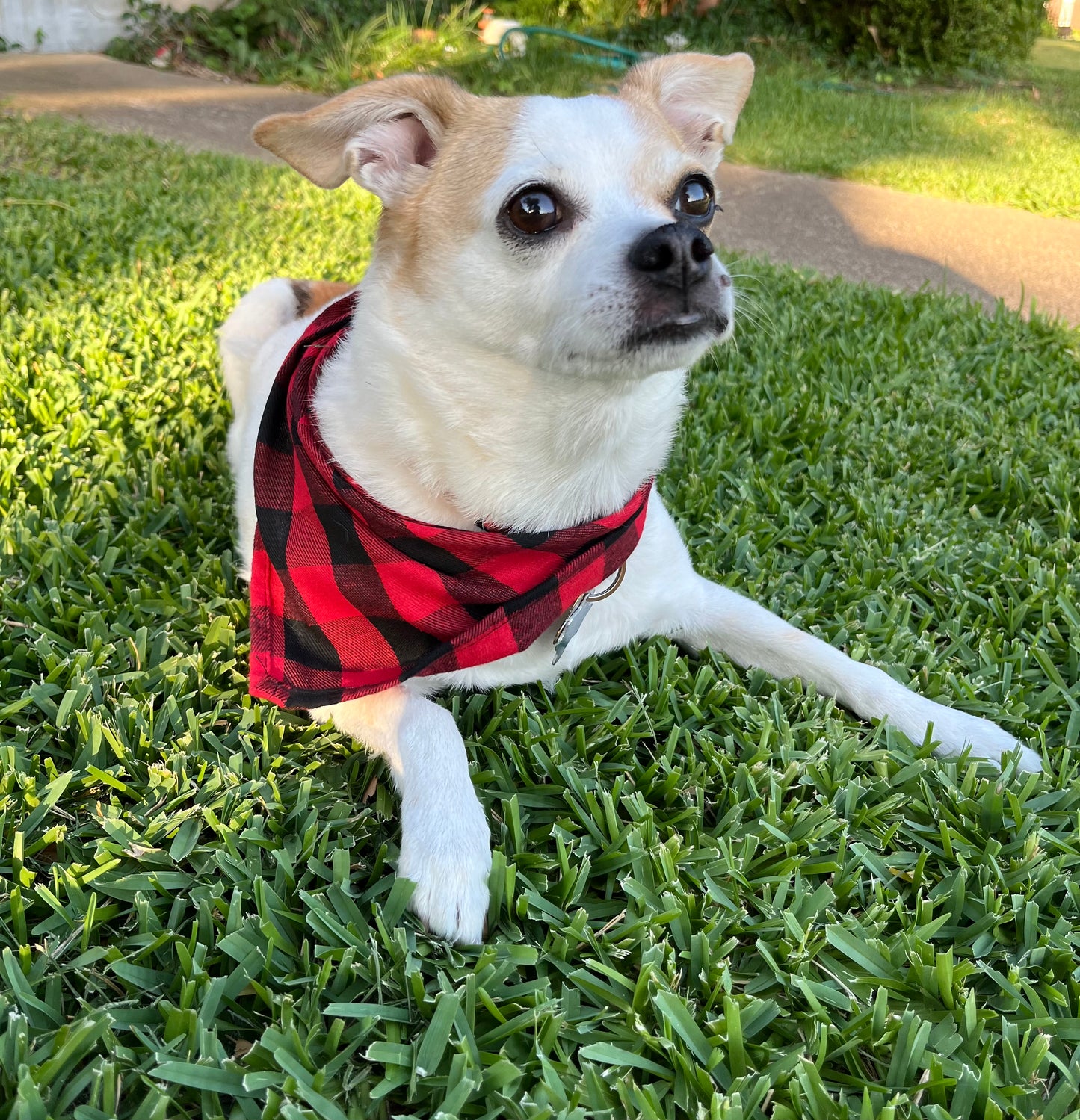 Holiday Plaid Pet Scarf, Dog, Cat, Bandana, Holiday Accessories, Red and black, Green and Black