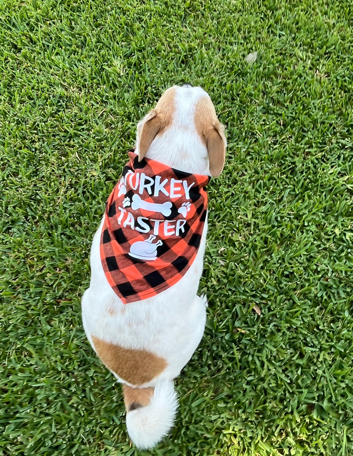 Turkey Taster Thanksgiving Dog Bandana, Pet Scarf, Small and Medium Dogs, Cates, Orange and Black Plaid
