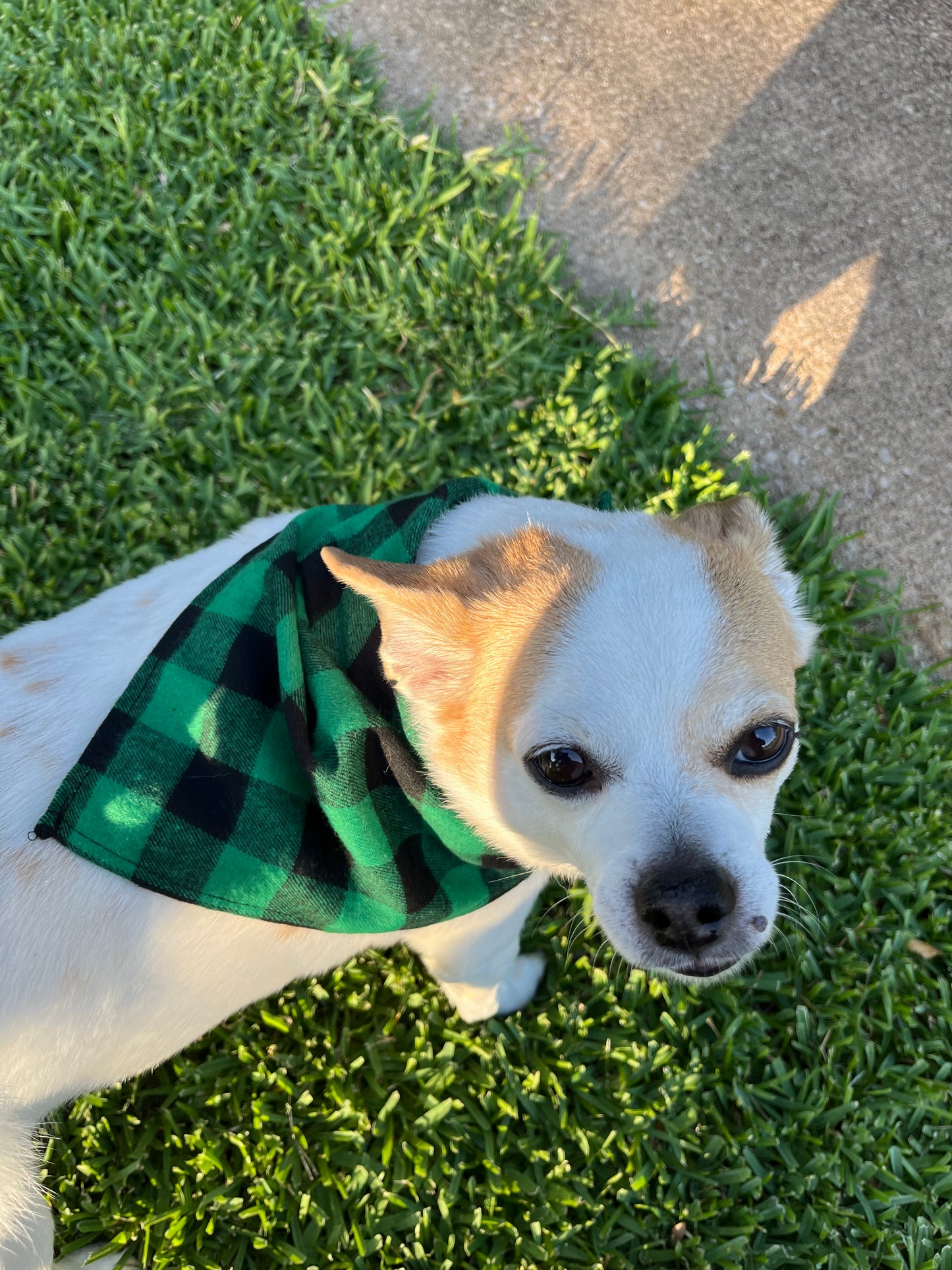 Holiday Plaid Pet Scarf, Dog, Cat, Bandana, Holiday Accessories, Red and black, Green and Black