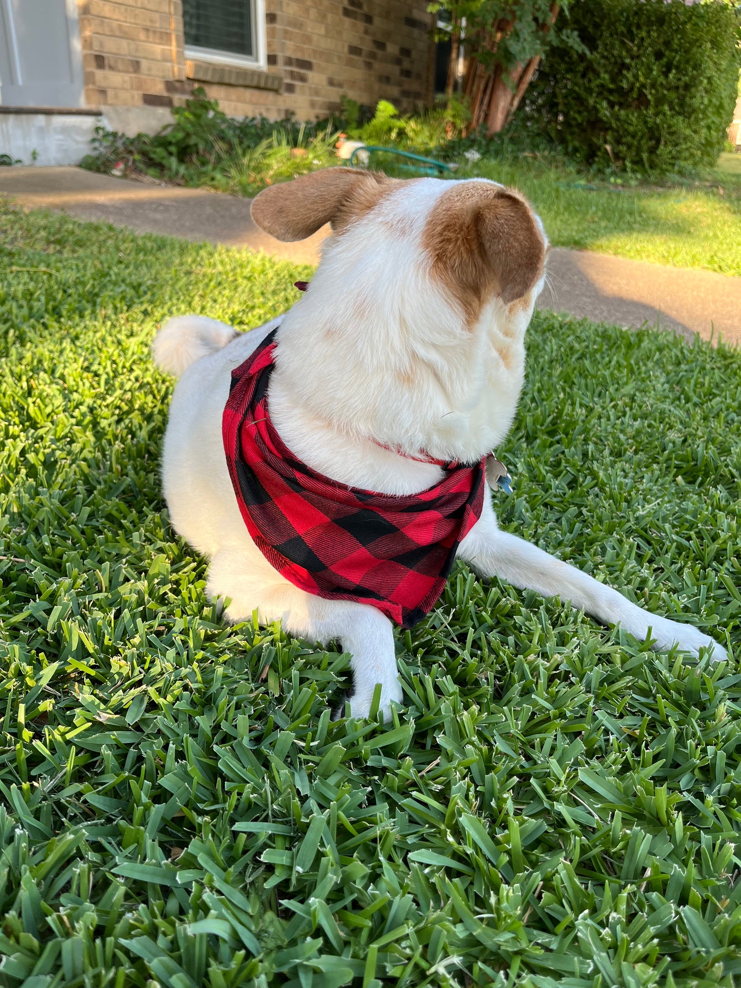 Holiday Plaid Pet Scarf, Dog, Cat, Bandana, Holiday Accessories, Red and black, Green and Black